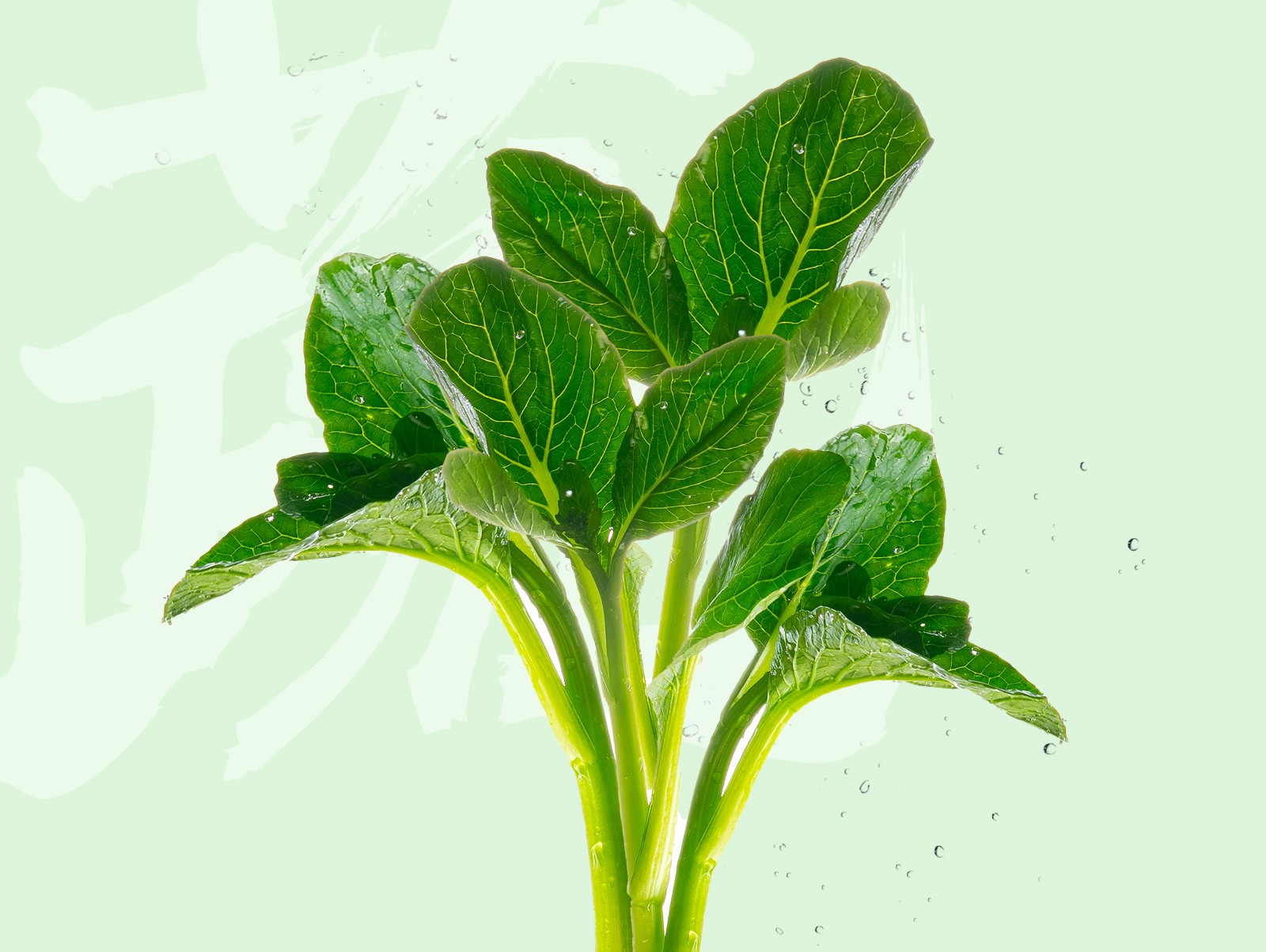 菜心1.jpg