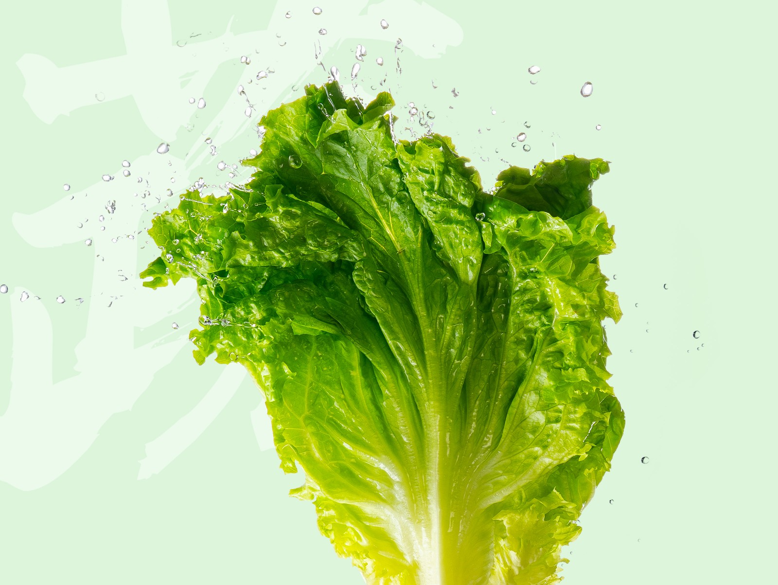 生菜1.jpg